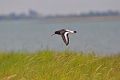 oystercatcher, oystercatchers,-09